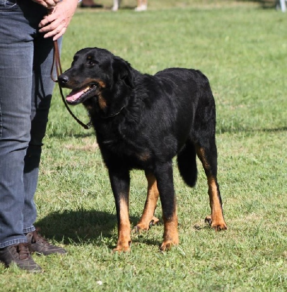 CH. Alixor De la noé du jardin - 2e EXC CLASSE CHAMPION