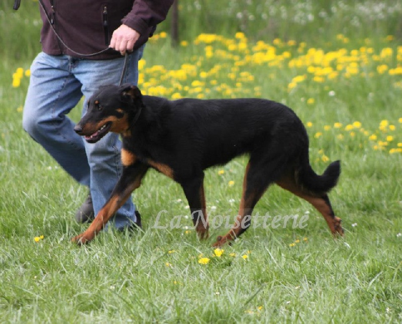 Houlette De la noé du jardin - 3ème EXC Cl.Déb.F