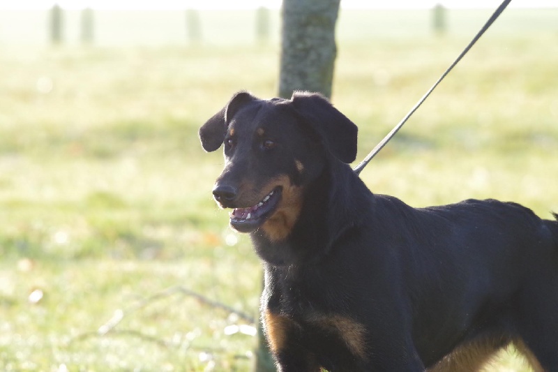 Houlette De la noé du jardin - 2e EXC Classe Jeune