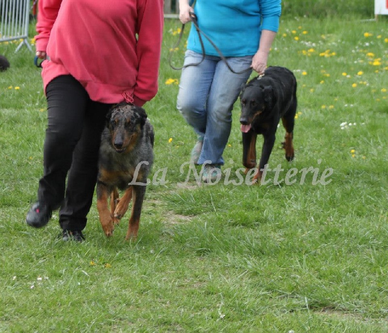 CH. Extravagante blue Des loups de l'aube - 2ème EXC COF