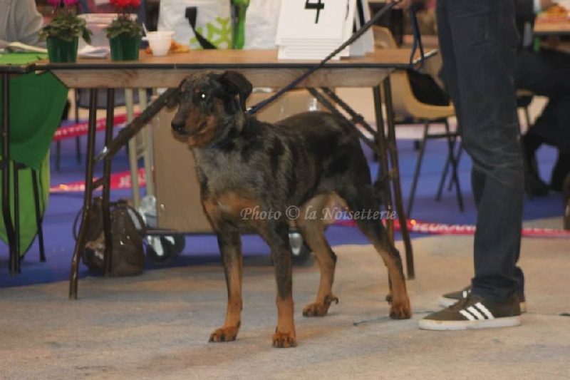 CH. Extravagante blue Des loups de l'aube - 1ère EXC RCACIB