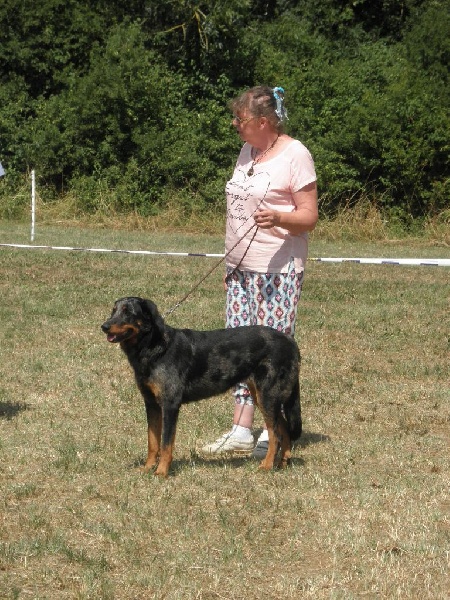 Inook blue De la noé du jardin - 2ème RCACL CL.INTERMEDIAIRE