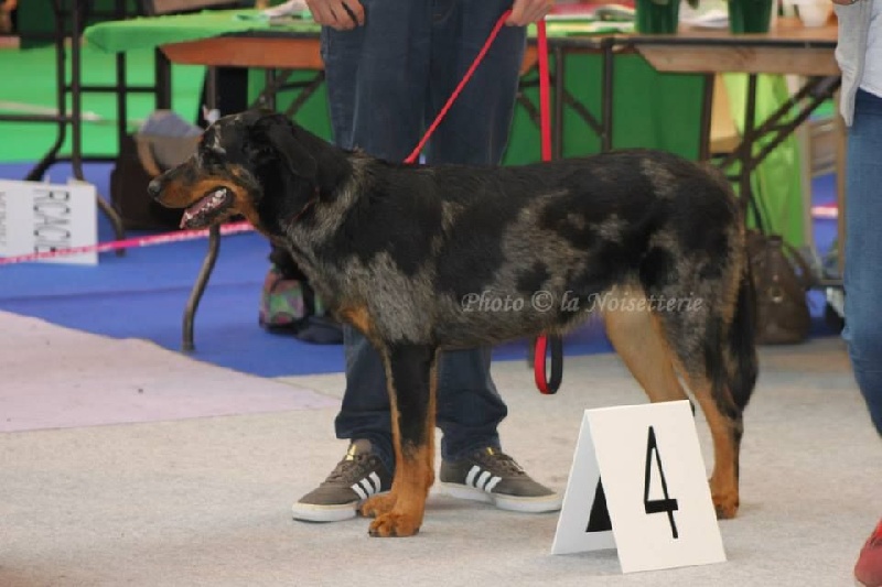 Inook blue De la noé du jardin - 4ème EXC CJF