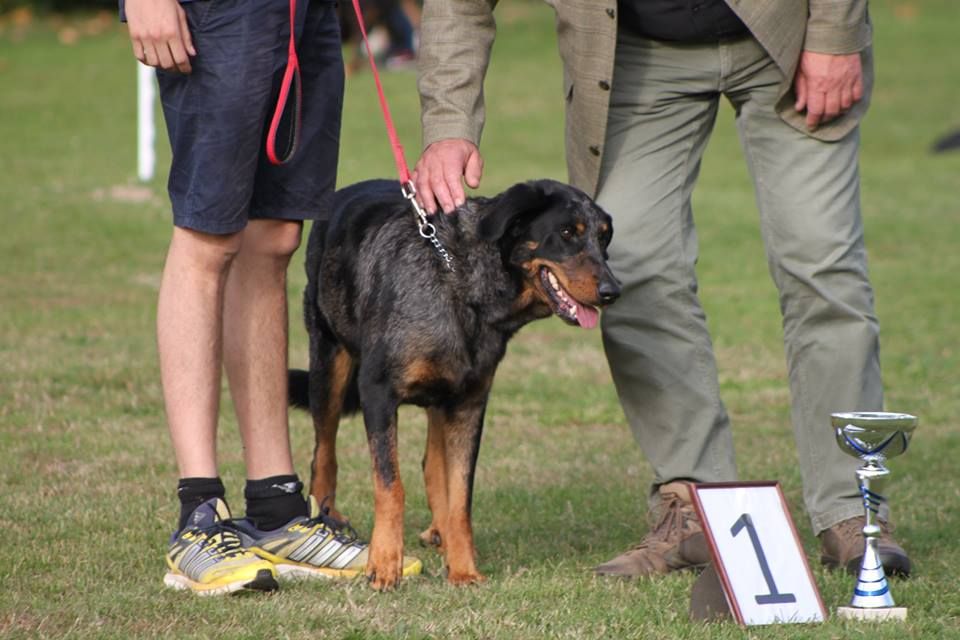 Inook blue De la noé du jardin - 1ère EXC CL. RECOMMANDE