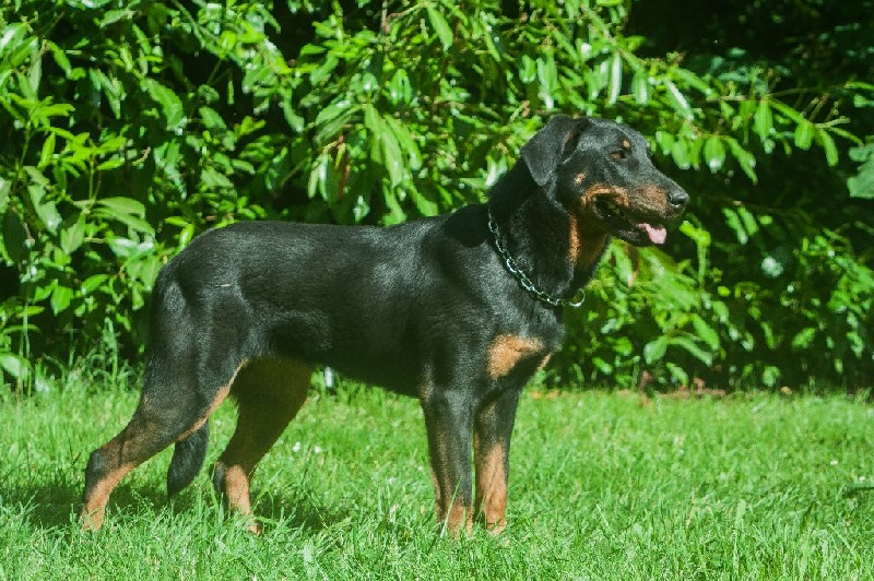 Houlette De la noé du jardin - RECOMMANDEE
