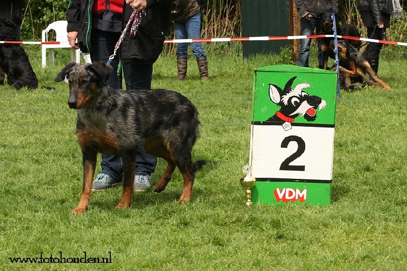 CH. Extravagante blue Des loups de l'aube - 2ème EXC COF