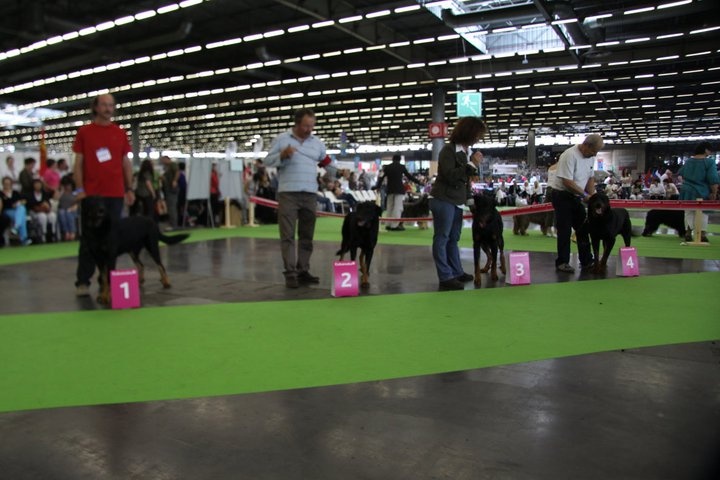 CH. Alixor De la noé du jardin - 2e EXC CLASSE CHAMPION/8