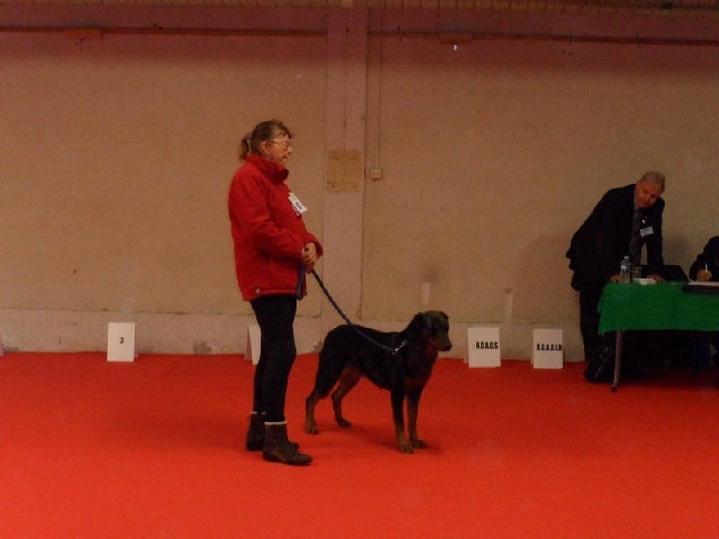 CH. Extravagante blue Des loups de l'aube - 1ère EXC Cl. Champion RCACIB