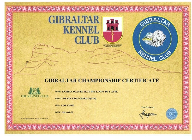 CH. Extravagante blue Des loups de l'aube - 1ère EXC GCC RCACIB Cl. Ouverte