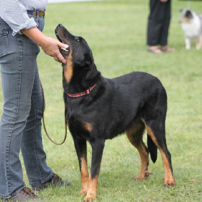 CH. Azur De la noé du jardin - 1ère EXC CLASSE CHAMPION