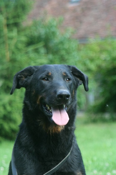 Dolce gabana du Domaine de Glade - 1ère EXC Cl. Ouverte