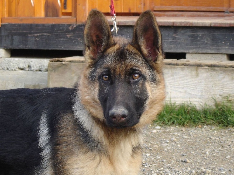 Publication : des sources du Mejean Auteur : BOURDON