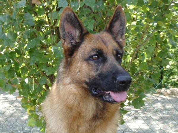 Voodoo des sources du Mejean