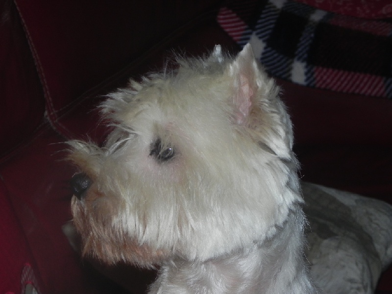 Publication : Delbret's Auteur : Ann Breton des Loys