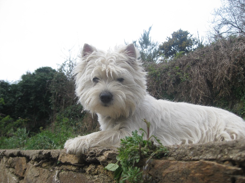 Publication : Delbret's Auteur : Ann Breton des Loys