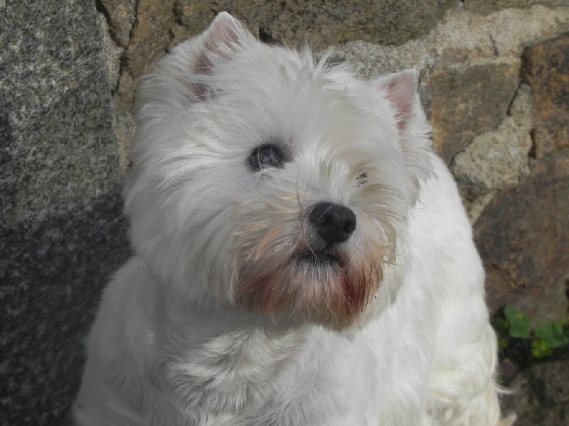 Publication : Delbret's Auteur : Ann Breton des Loys