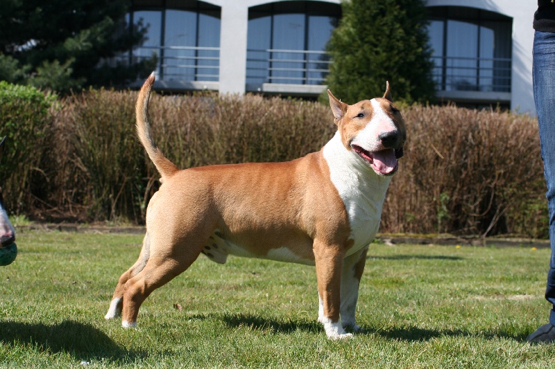 Publication : the quiet bull