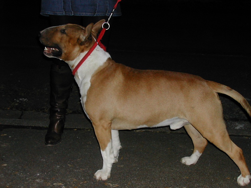 Publication : the quiet bull