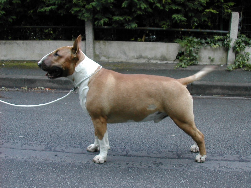 Publication : the quiet bull