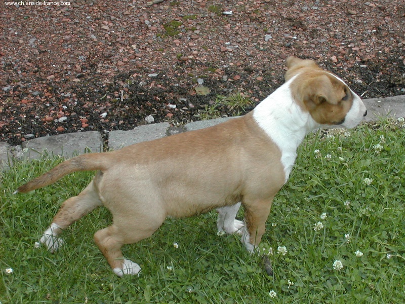 Publication : the quiet bull