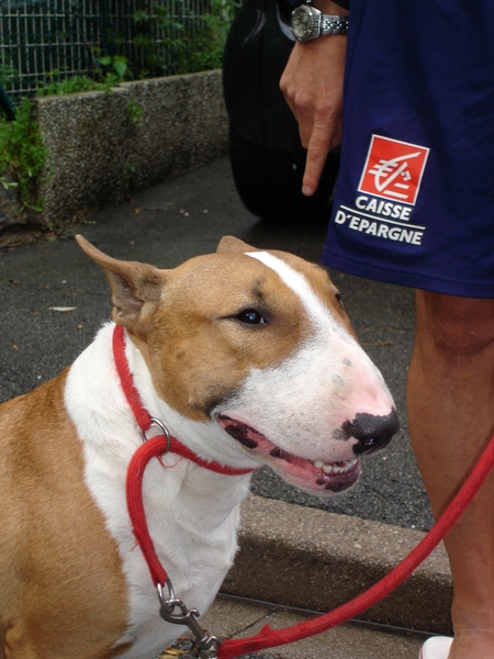 Publication : the quiet bull