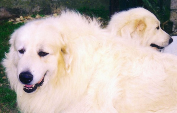 Publication : du Domaine de Peyrac