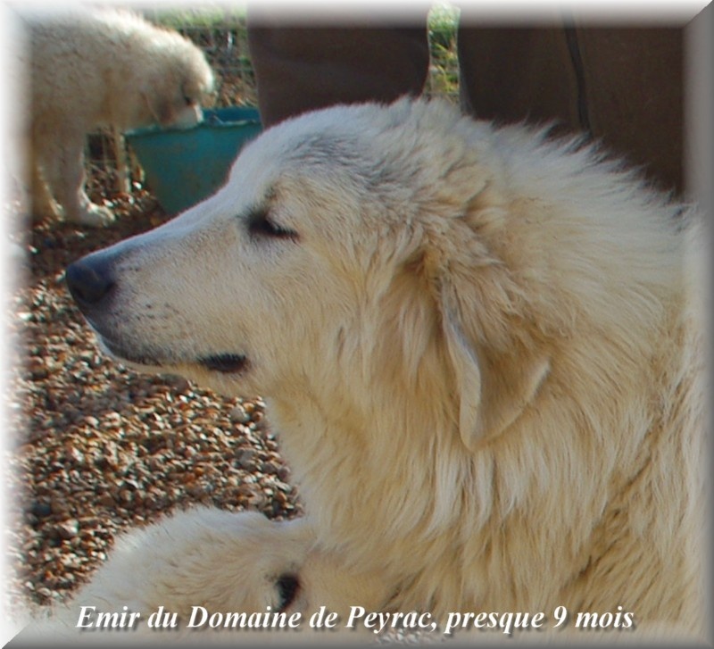 Publication : du Domaine de Peyrac Auteur : Le Domaine de Peyrac