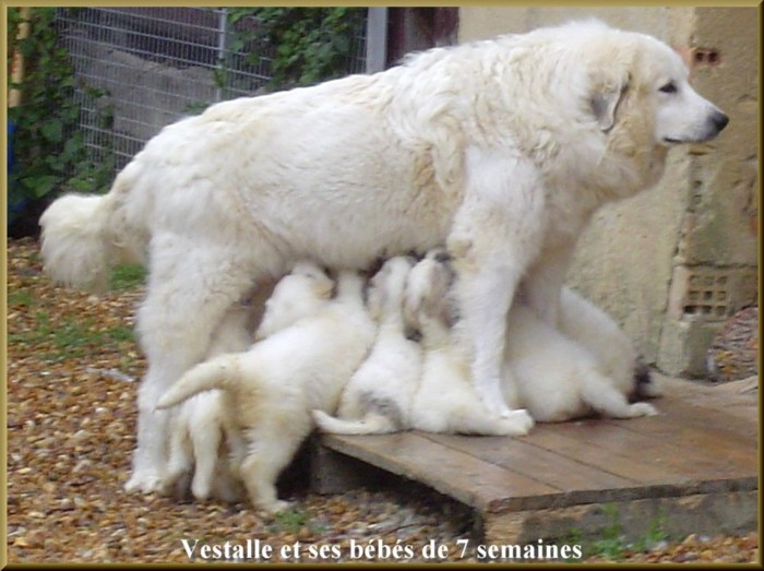 Publication : du Domaine de Peyrac Auteur : Le Domaine de Peyrac