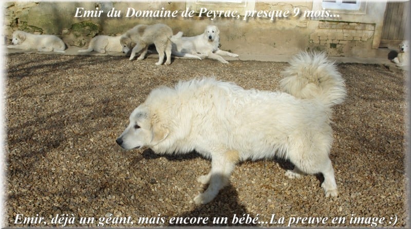 Publication : du Domaine de Peyrac Auteur : Le Domaine de Peyrac