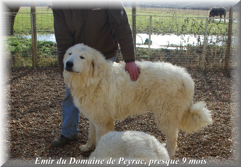 Publication : du Domaine de Peyrac Auteur : Le Domaine de Peyrac