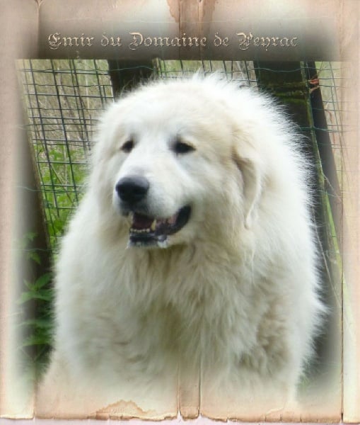 Publication : du Domaine de Peyrac Auteur : Le Domaine de Peyrac