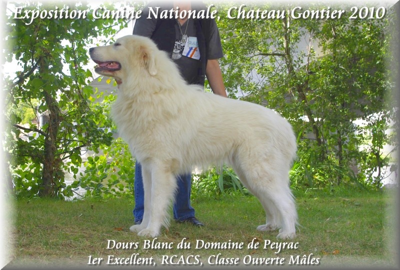 Dours blanc du Domaine de Peyrac - 1er Excellent, RCACS, Classe ouverte Mâles