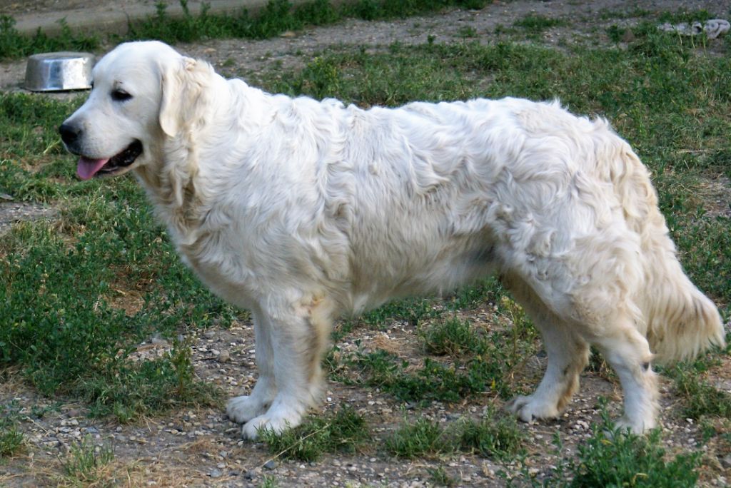 Publication : du pin aux cinq aiguilles Auteur : blandine bauer