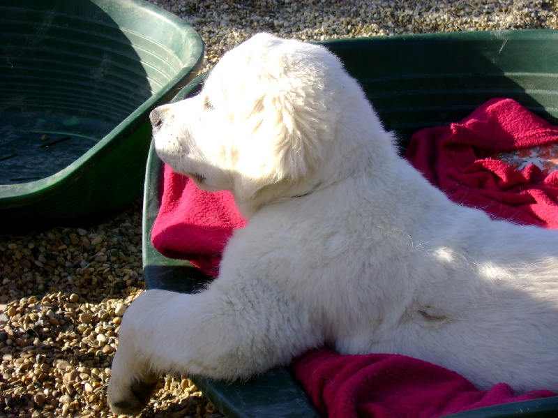 Publication : du pin aux cinq aiguilles Auteur : Frédéric Laville