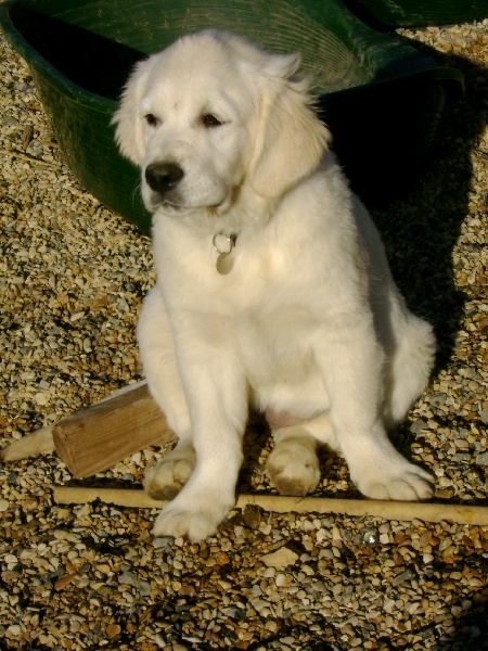 Publication : du pin aux cinq aiguilles Auteur : Frédéric Laville