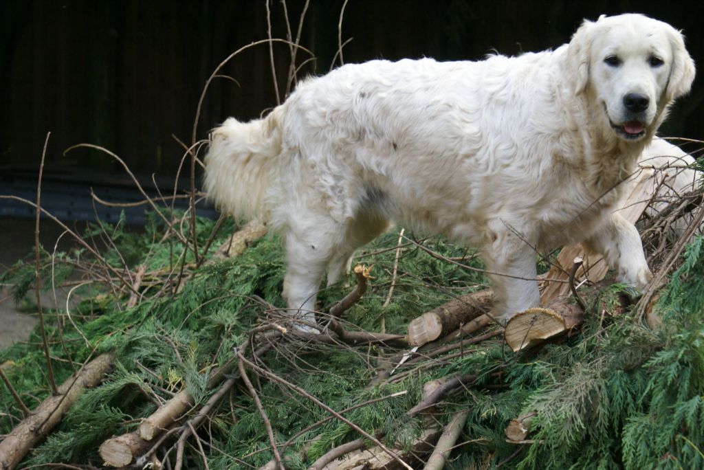 Publication : du pin aux cinq aiguilles Auteur : blandine bauer