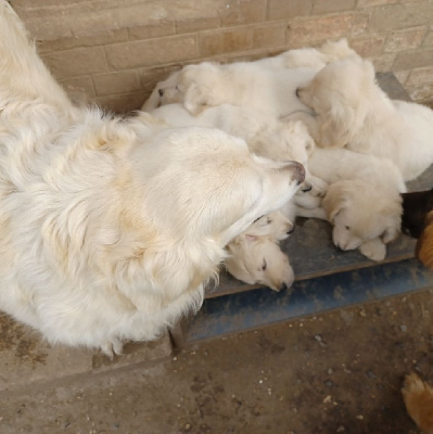 Les chiots de Golden Retriever