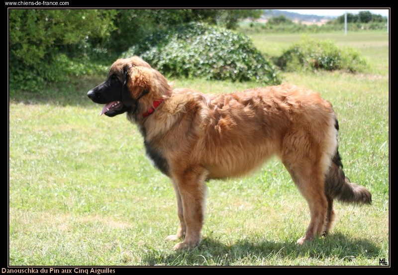 Danouschka du pin aux cinq aiguilles - MEILLEURE PUPPY