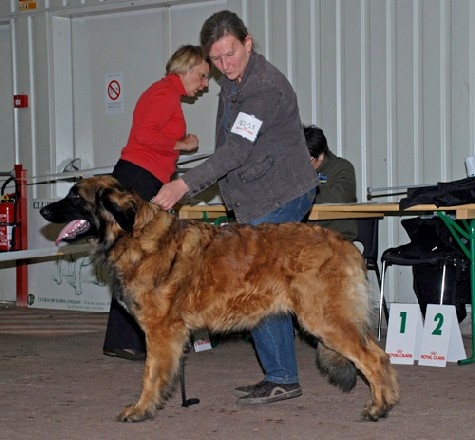 Danouschka du pin aux cinq aiguilles - 1 ere excellent intermédiaire femelle