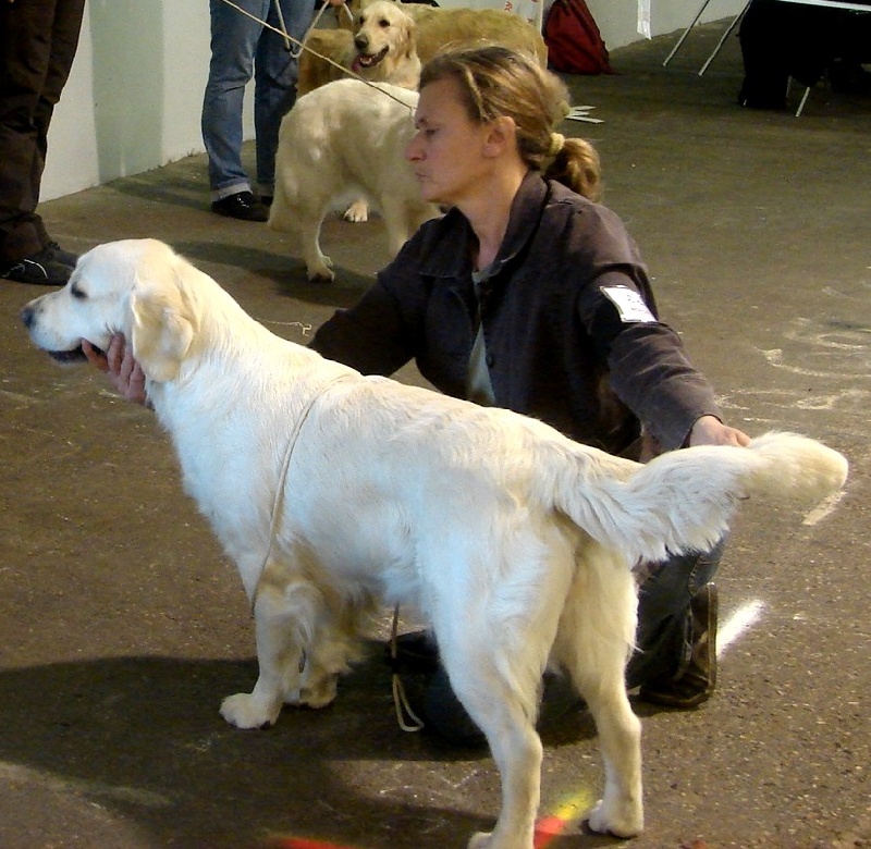 Cendrillon cembro du pin aux cinq aiguilles - 4 eme excellent classe ouuverte femelle