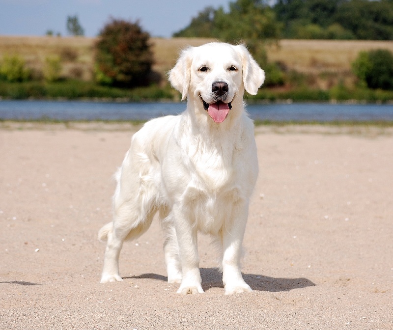Cendrillon cembro du pin aux cinq aiguilles - 2eme excellent intermédiaire femelle