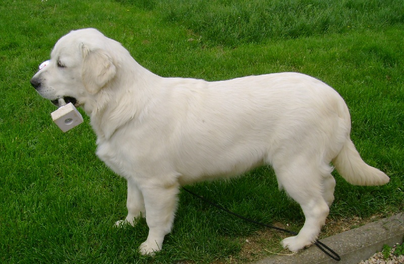 Cendrillon cembro du pin aux cinq aiguilles - meilleure puppy TP