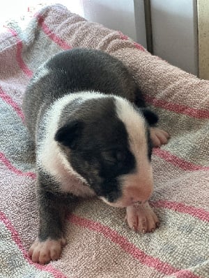 Les chiots de Bull Terrier