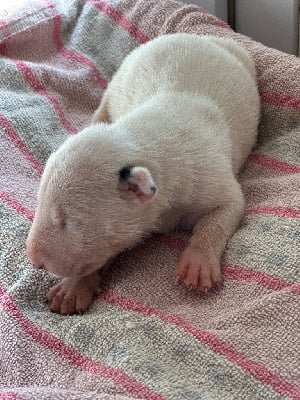 Les chiots de Bull Terrier
