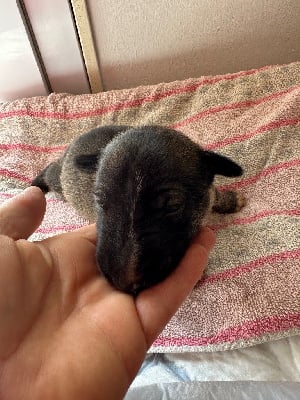 Les chiots de Bull Terrier
