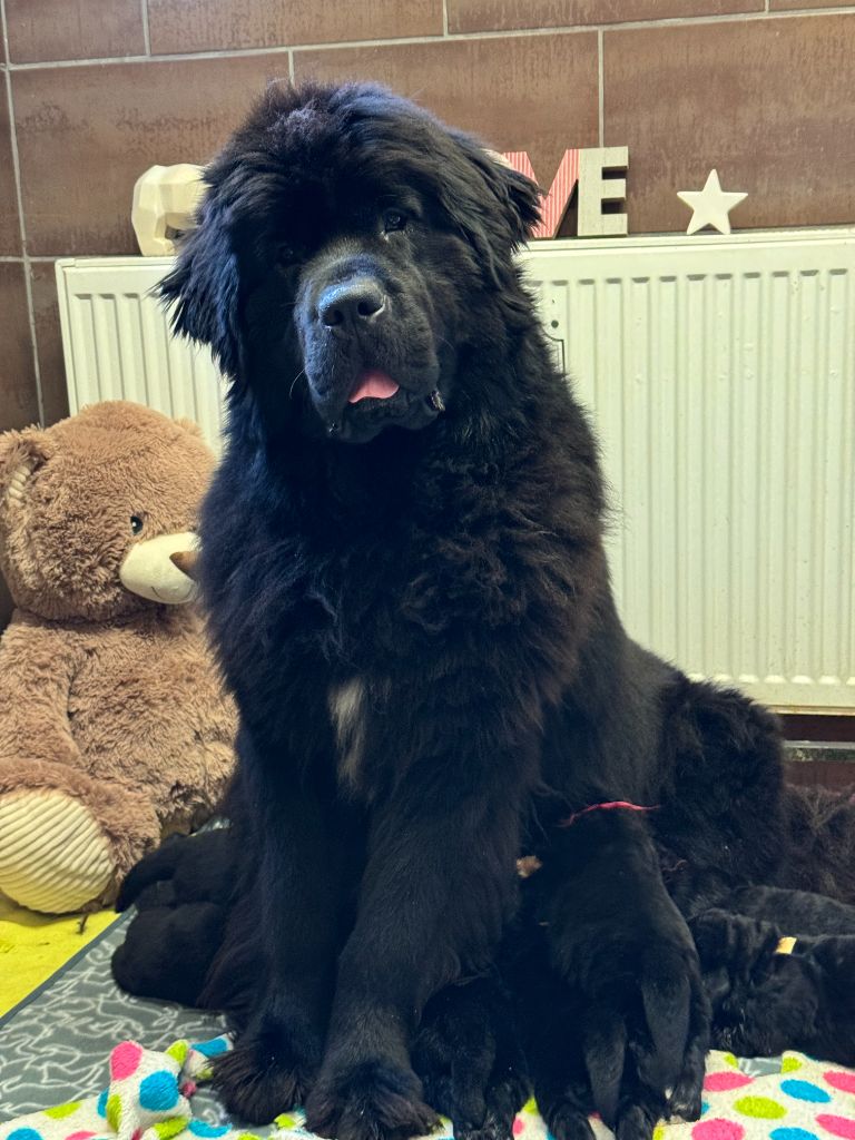 Terre-neuve - du domaine du Taennchel