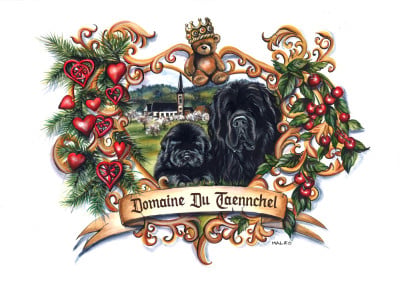 Les chiots de Terre-neuve