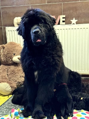 Les chiots de Terre-neuve