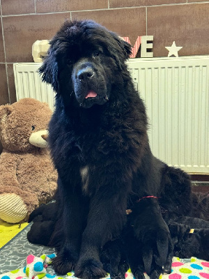 Les chiots de Terre-neuve