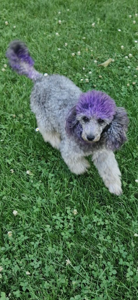 Pony du Moulin de la Terrasse